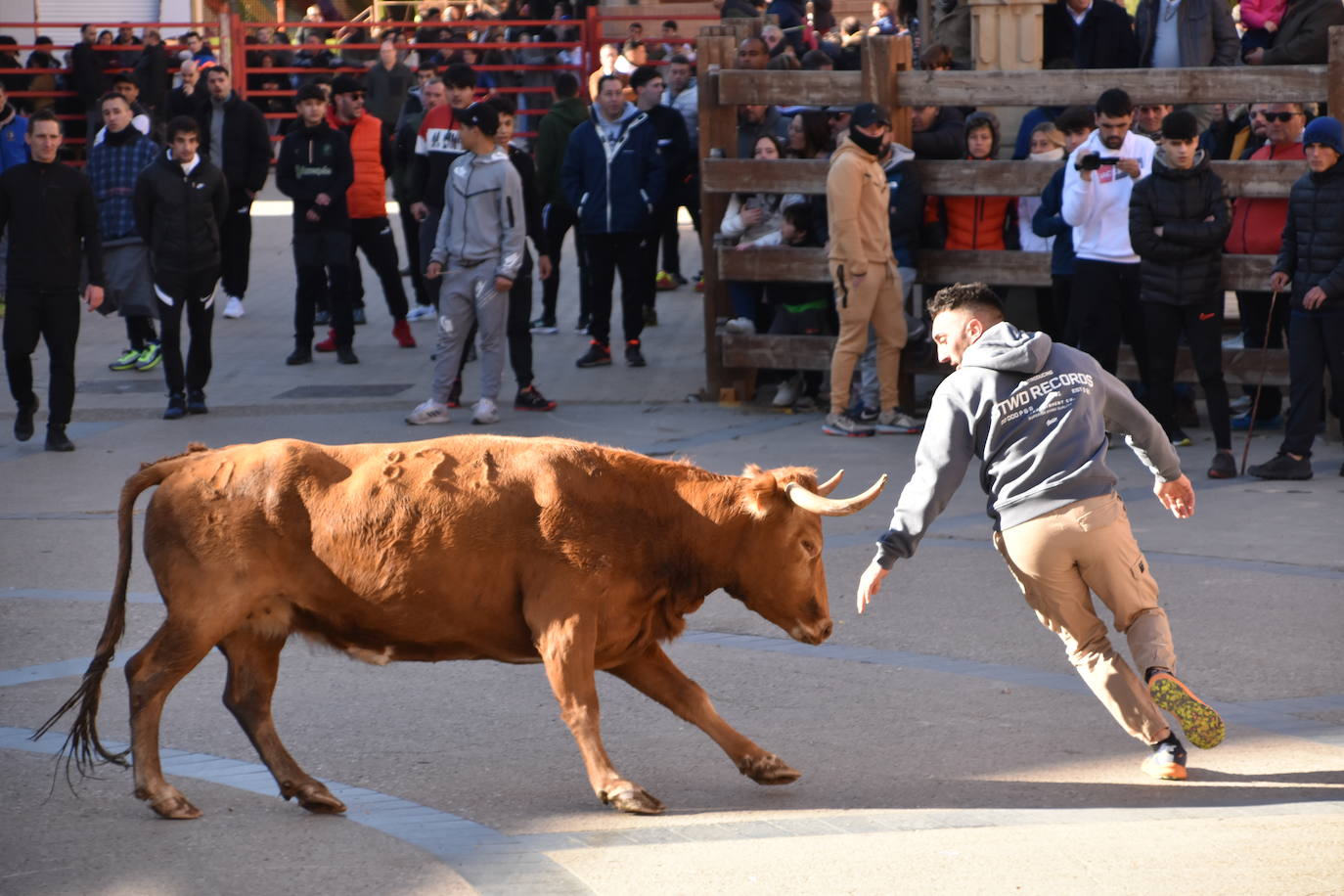 Encierro en Aldeanueva de Ebro