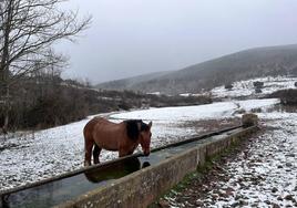 Un caballo abreva en el entorno de Ortigosa.