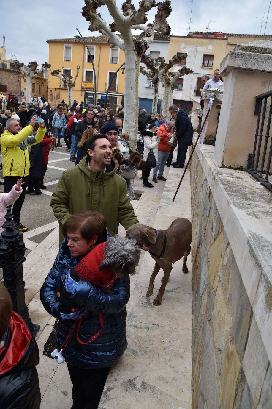 La bendición de San Antón, en imágenes