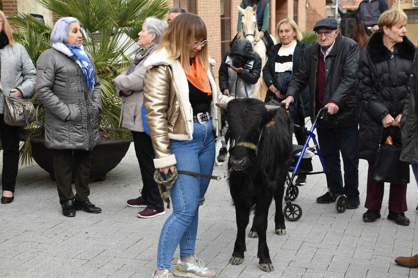 Bendición de animales por San Antón en Rincón de Soto