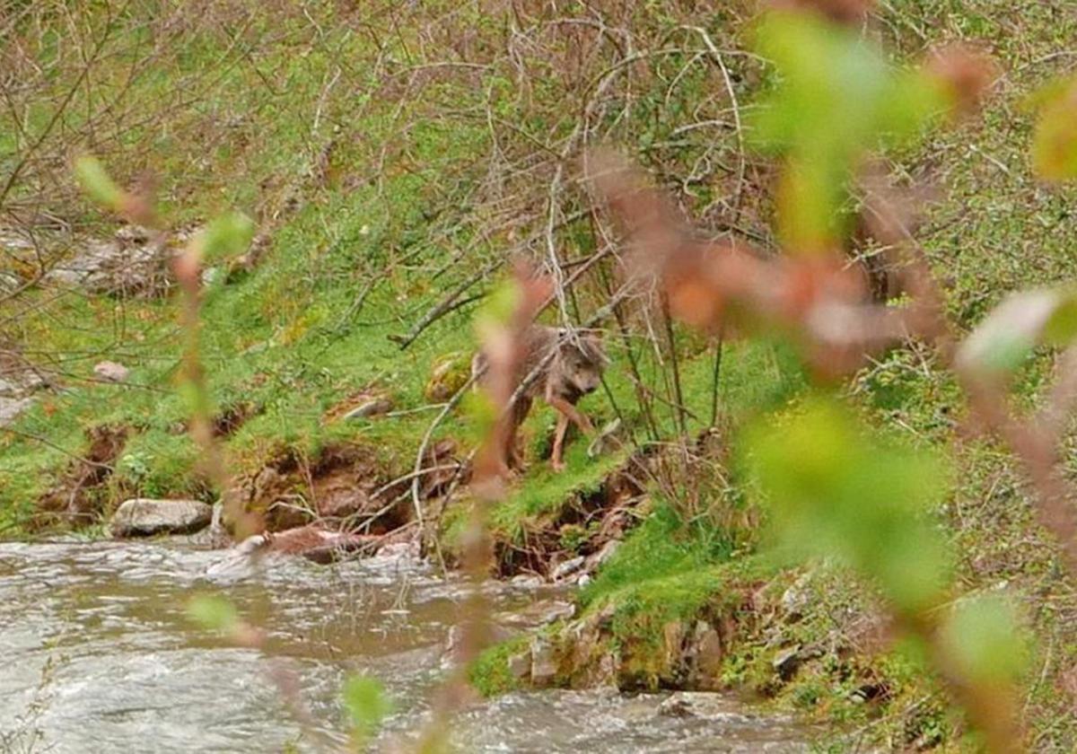 Un lobo se acerca a un arroyo en Viniegra de Abajo, en 2018.