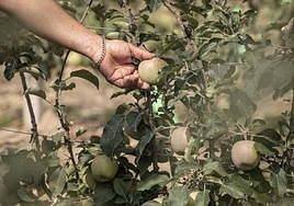 Manzanos en una finca riojana