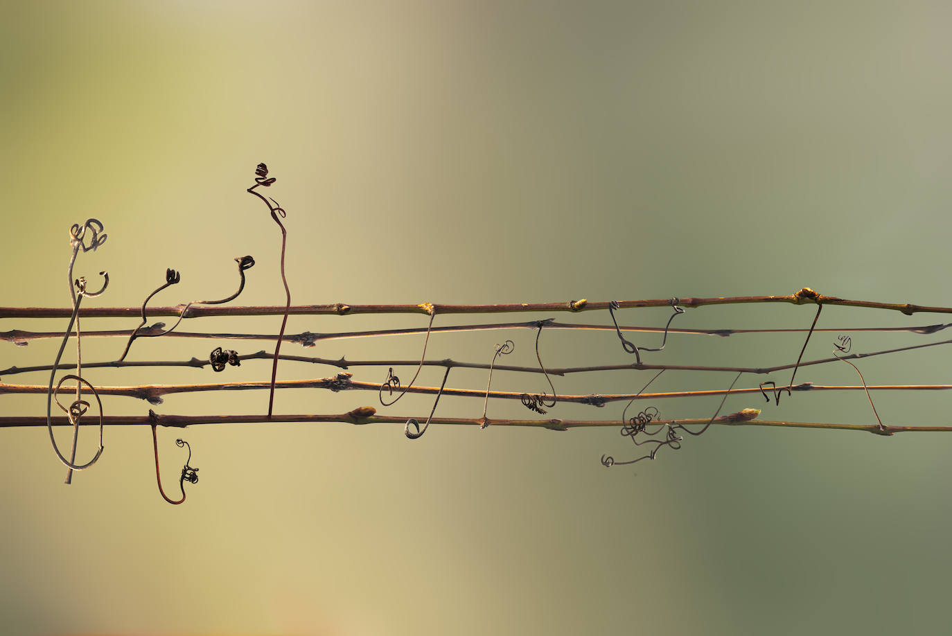 Sinfonía de zarcillos