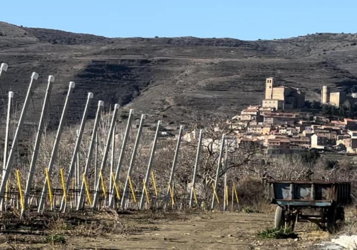 Plantación en la finca llamada 'A los pies de Cornago'.