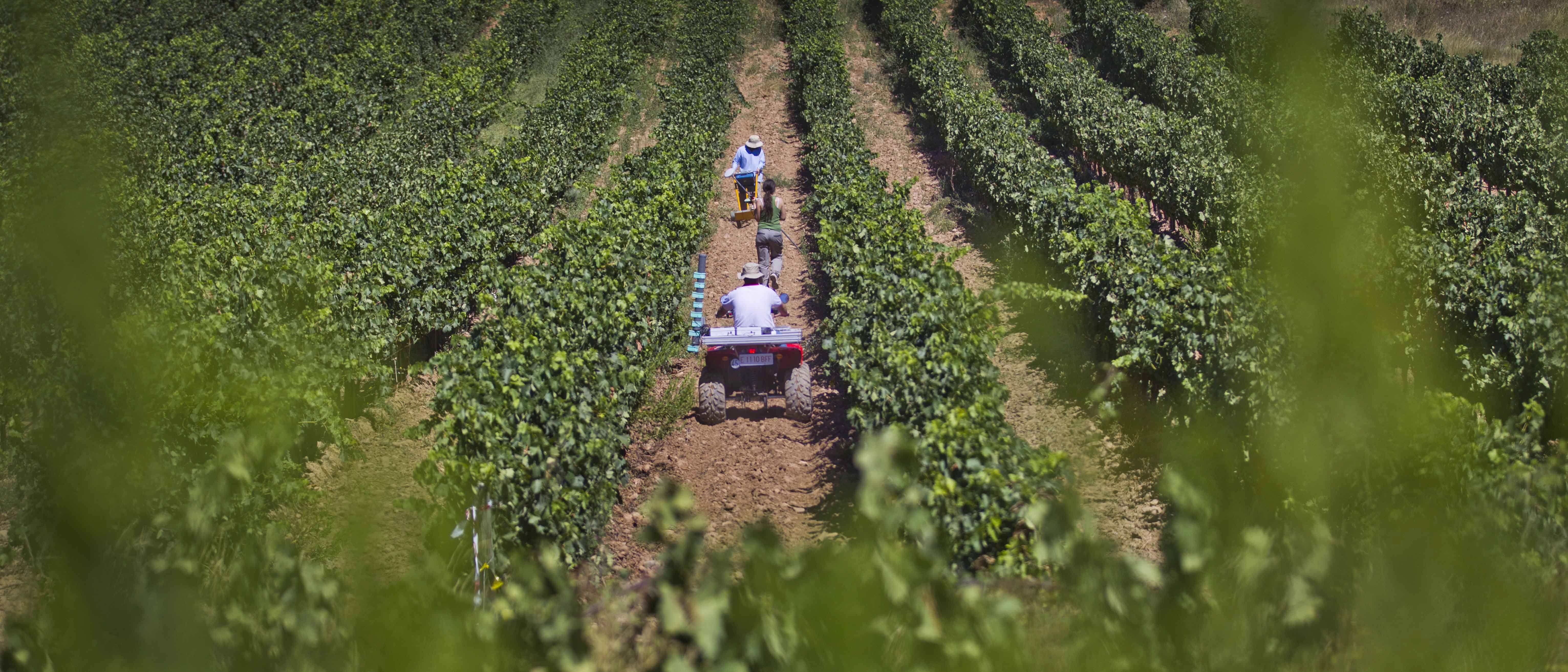 Imagen de un viñedo de Rioja en pleno laboreo