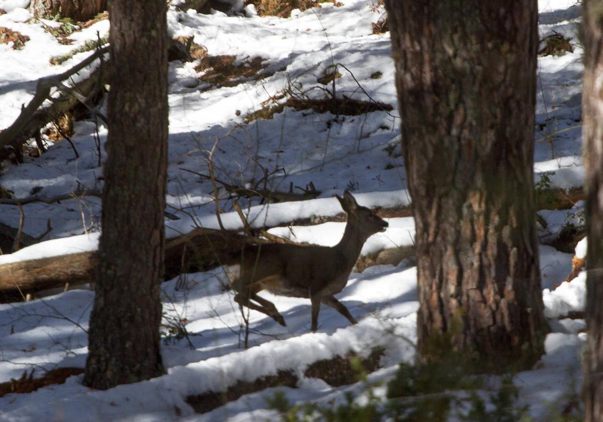 Un corzo en el bosque de pinos nevado de la Sierrra de Cebollera, en una imagen de archivo.