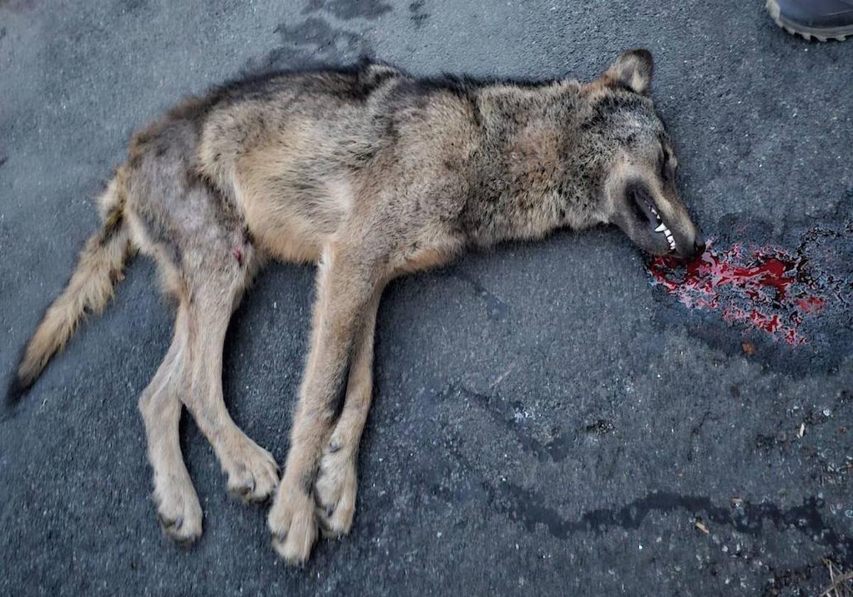 Aparece el cadáver de un lobo atropellado en Brieva de Cameros