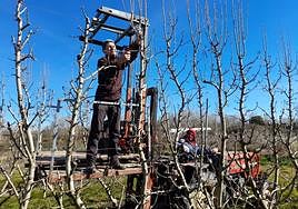 José Julián Sainz Ruiz podando perales de la variedad ercolini este martes en Rincón de Soto.