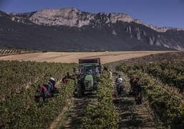 Labores de vendimia en viñedos de la Denominación de Origen Rioja.