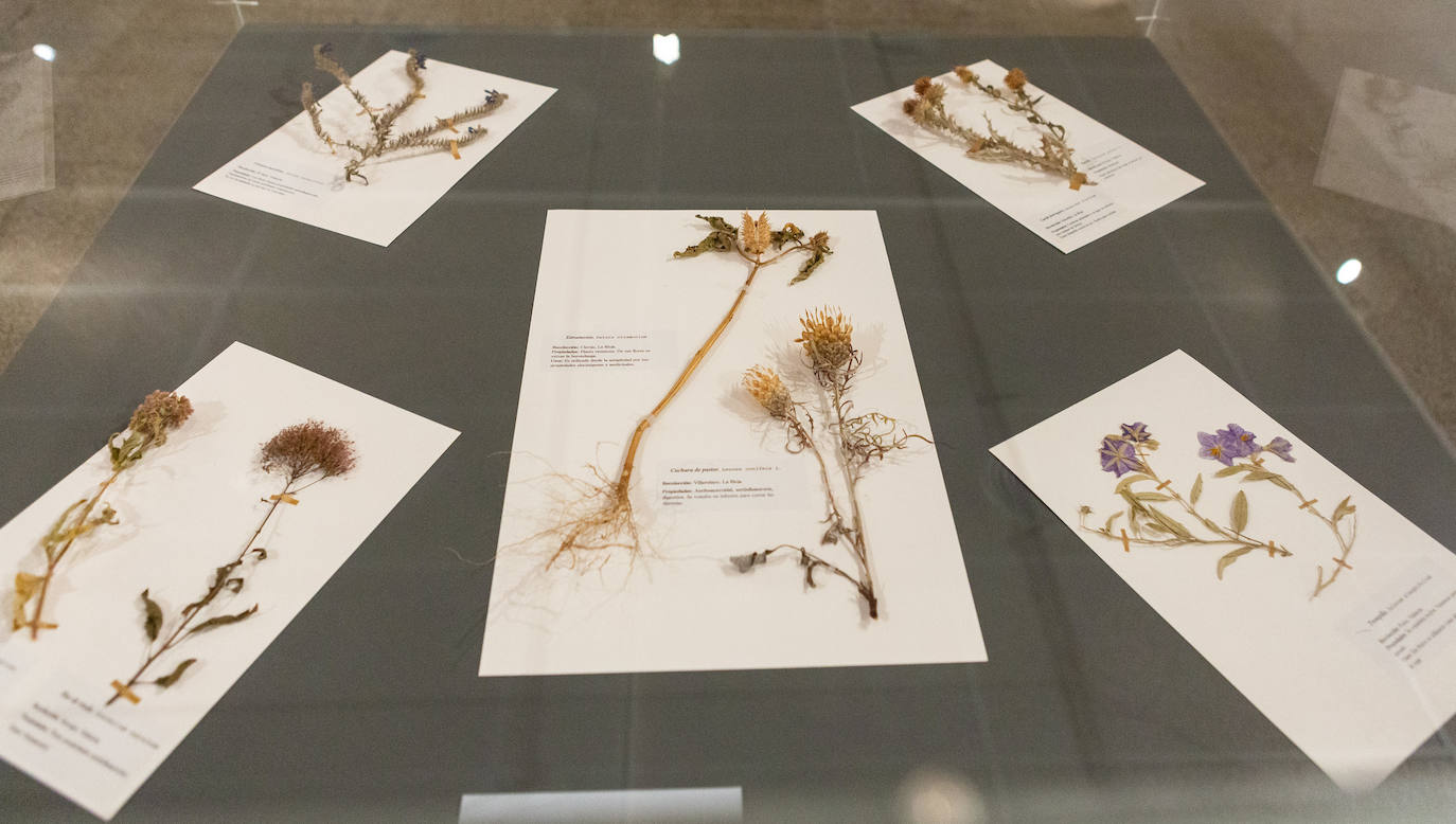 &#039;Botanica amoris&#039;, en la Casa de las Ciencias