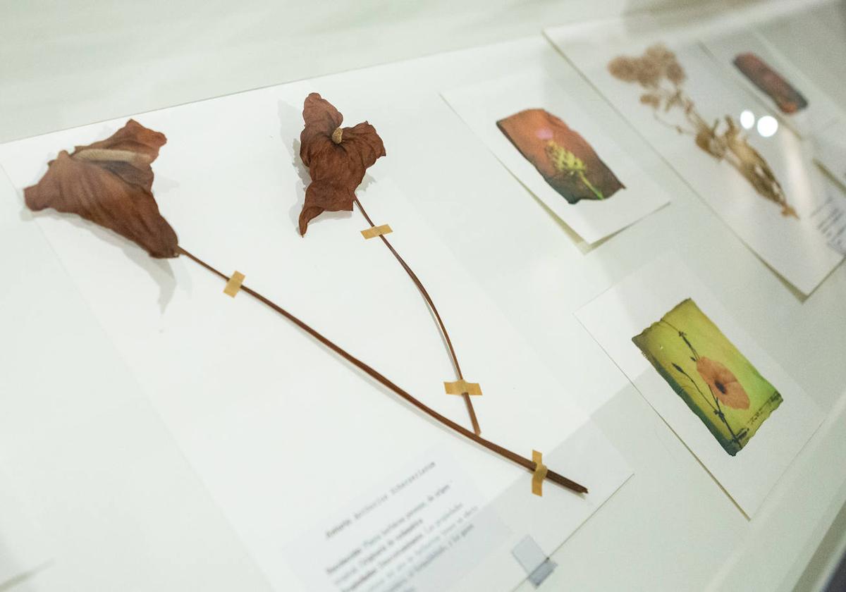 &#039;Botanica amoris&#039;, en la Casa de las Ciencias