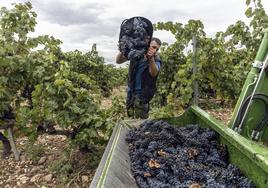 Rioja, cajón de sastre o desastre