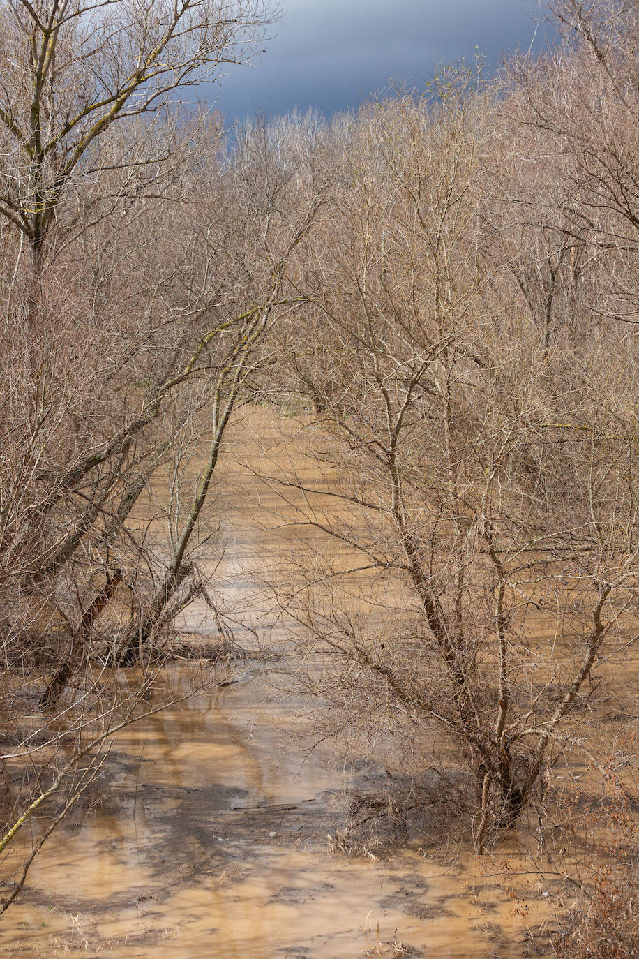 La crecida del Ebro en Logroño, en imágenes