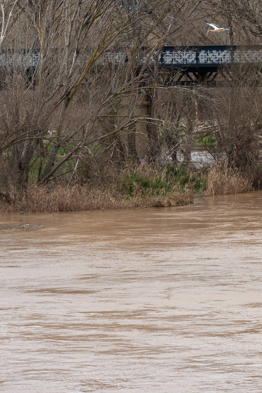 La crecida del Ebro en Logroño, en imágenes