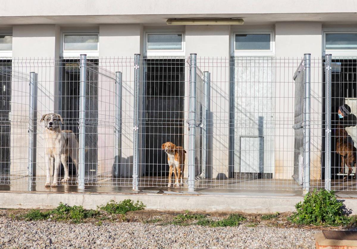 Centro de acogida de animales del ayuntamiento Logrono