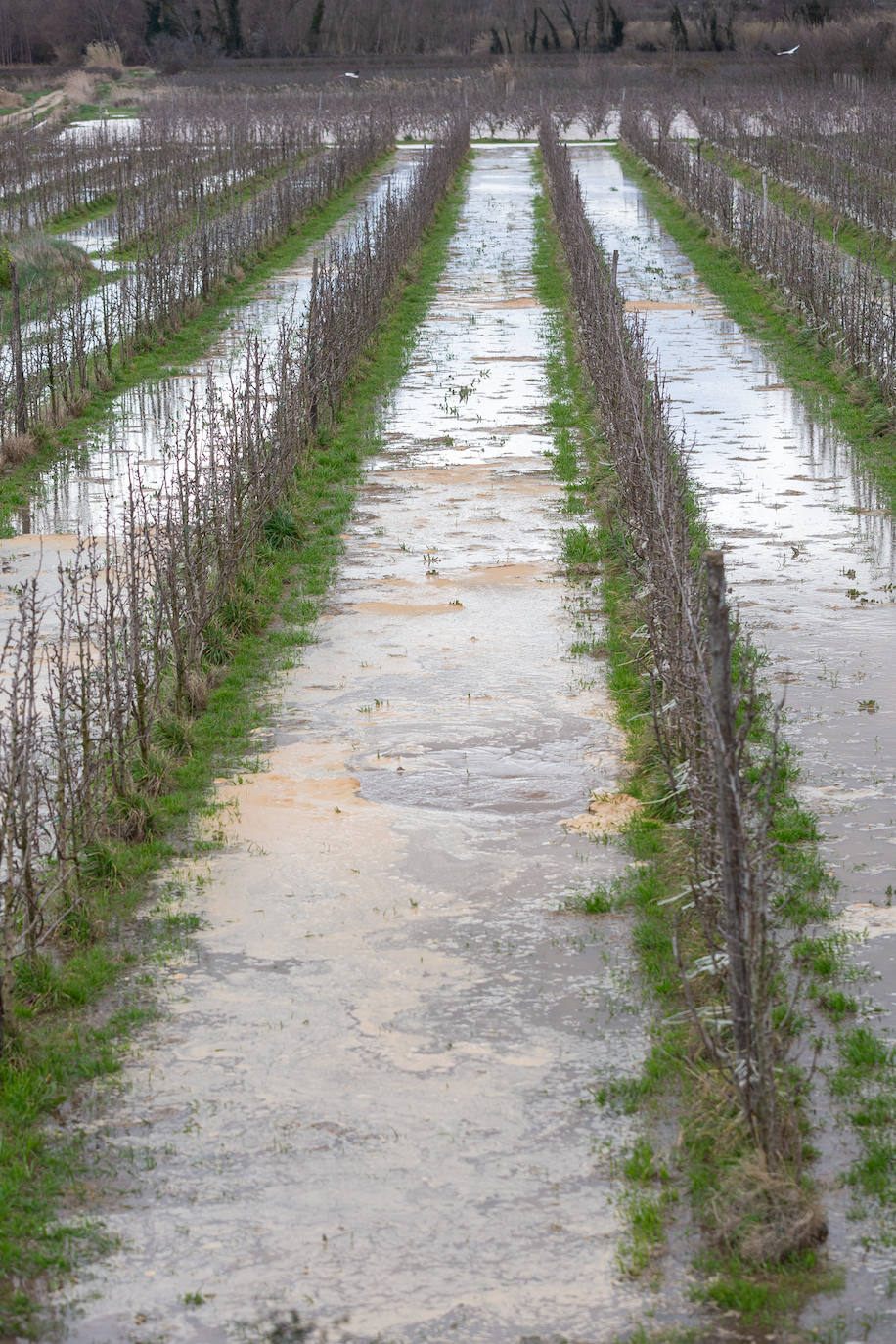 Así bajaba el Ebro por Alfaro