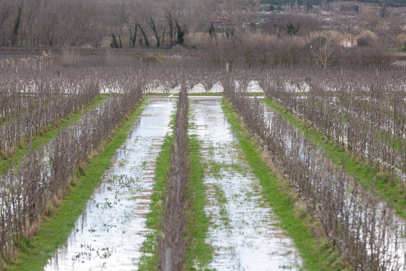 Así bajaba el Ebro por Alfaro