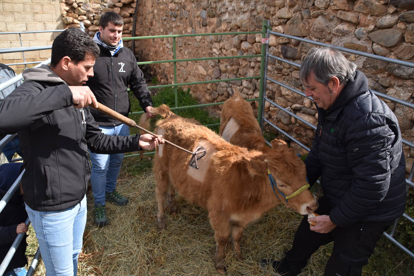 Saca de Vacas de Valverde