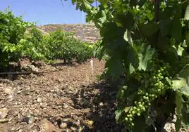 Imagen de una viña en La Rioja.