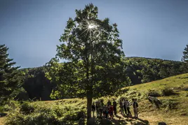 El Día Internacional de los Bosques se celebra con una Ruta por Sierra Cebollera, visitas y yoga
