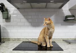 Un gato doméstico sobre una vitrocerámica, uno de los peligros de los felinos en las casas, puesto que se pueden quemar.