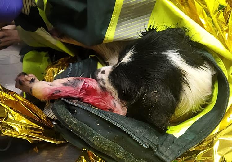 La perra, en la clínica veterinaria donde permanece ingresada.