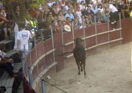 Suelta de vaquillas en la plaza de Laguardia.