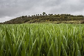 Las espigas –mojadas por la lluvia– han comenzado a levantarse.