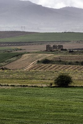 El cereal ya comienza a hacerse visible en los campos riojanos.