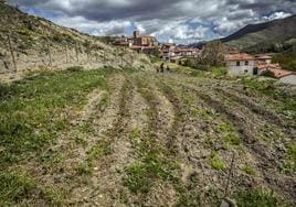 Recuperación de terrazas agrarias en San Román de Cameros para reactivar su uso.