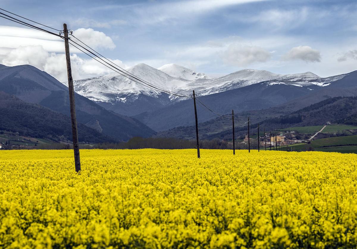 Campos de colza en Berceo.