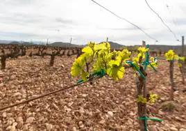 Imagen de un viñedo en brotación en La Rioja Alta.