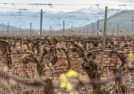 La brotación de los viñedos en La Rioja