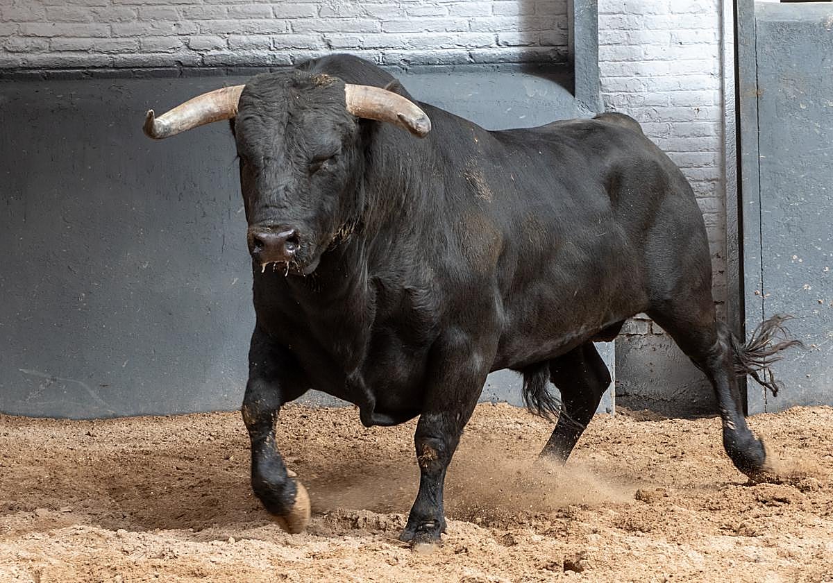 «Condesito», el segundo novillo de Fabio Jiménez de esta tarde