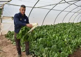 Sergio Ochoa en un invernadero donde cultiva acelga en Calahorra.