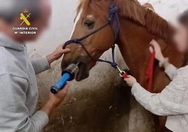 Investigado en La Rioja un falso veterinario que realizaba tratamientos dentales en caballos