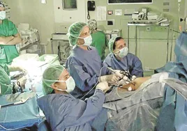 Intervención quirúrgica por laparoscopia en el Hospital San Pedro, en una imagen de archivo.