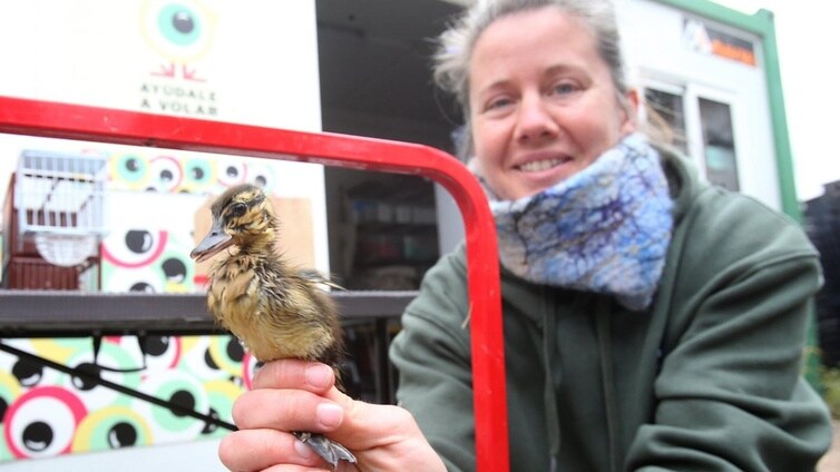 Lidia, trabajadora de La Fombera, muestra a uno de los patitos rescatados en una piscina.