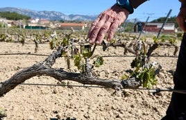 Una viña afectada por la helada en Baños de Ebro