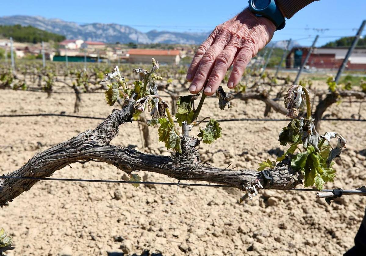 Una viña afectada por la helada en Baños de Ebro