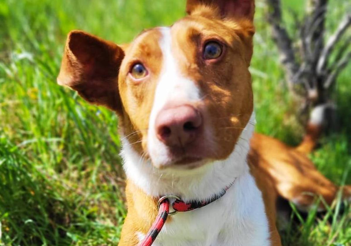 Conoce a Rambo, un precioso podenco