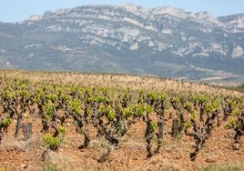 Imagen de viñedos afectadas por la helada la pasada semana en Rioja Alta.