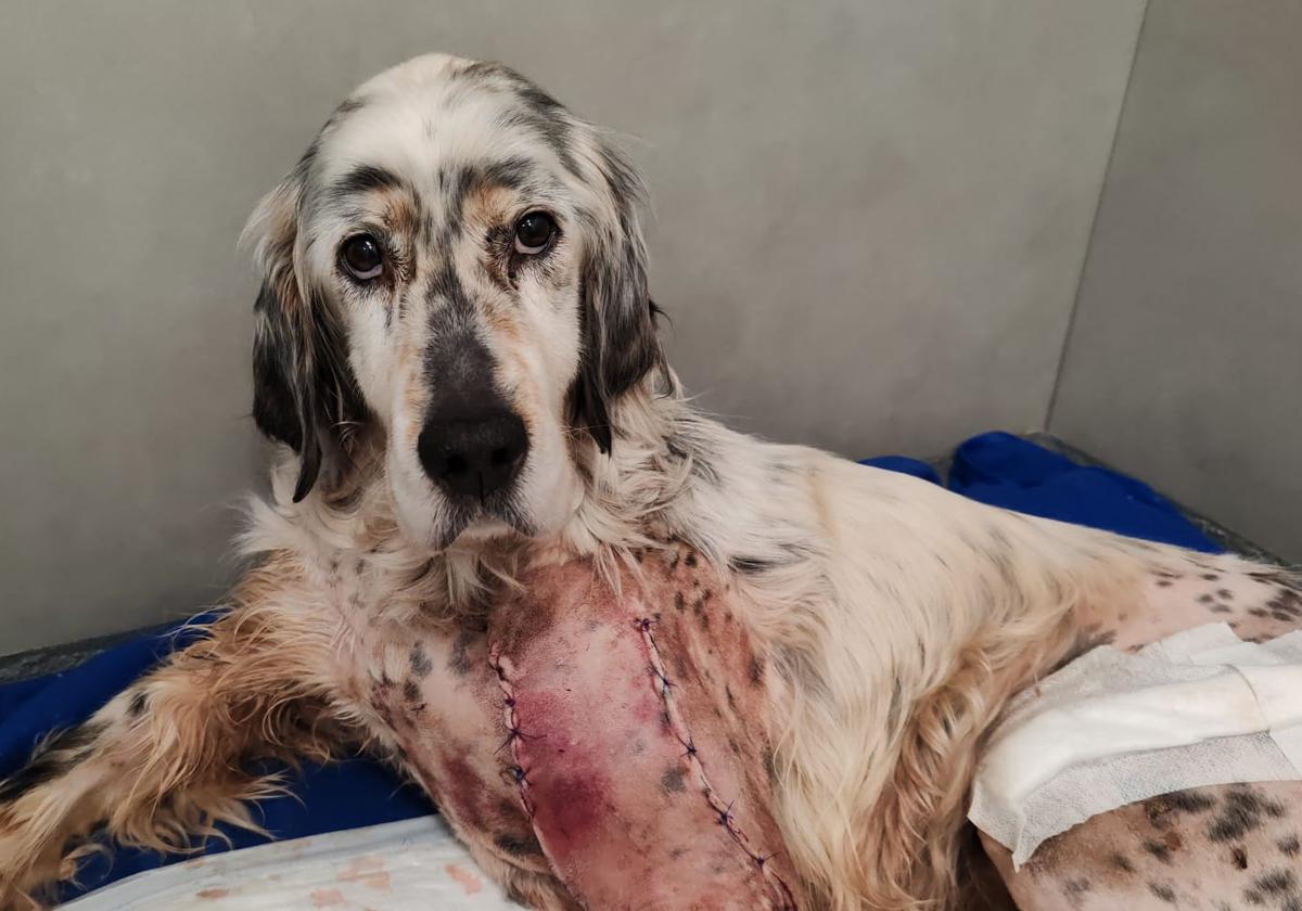 Cubata, un setter abandonado y atropellado, que ha tenido que ser sometido a dos intervenciones quirúrgicas.