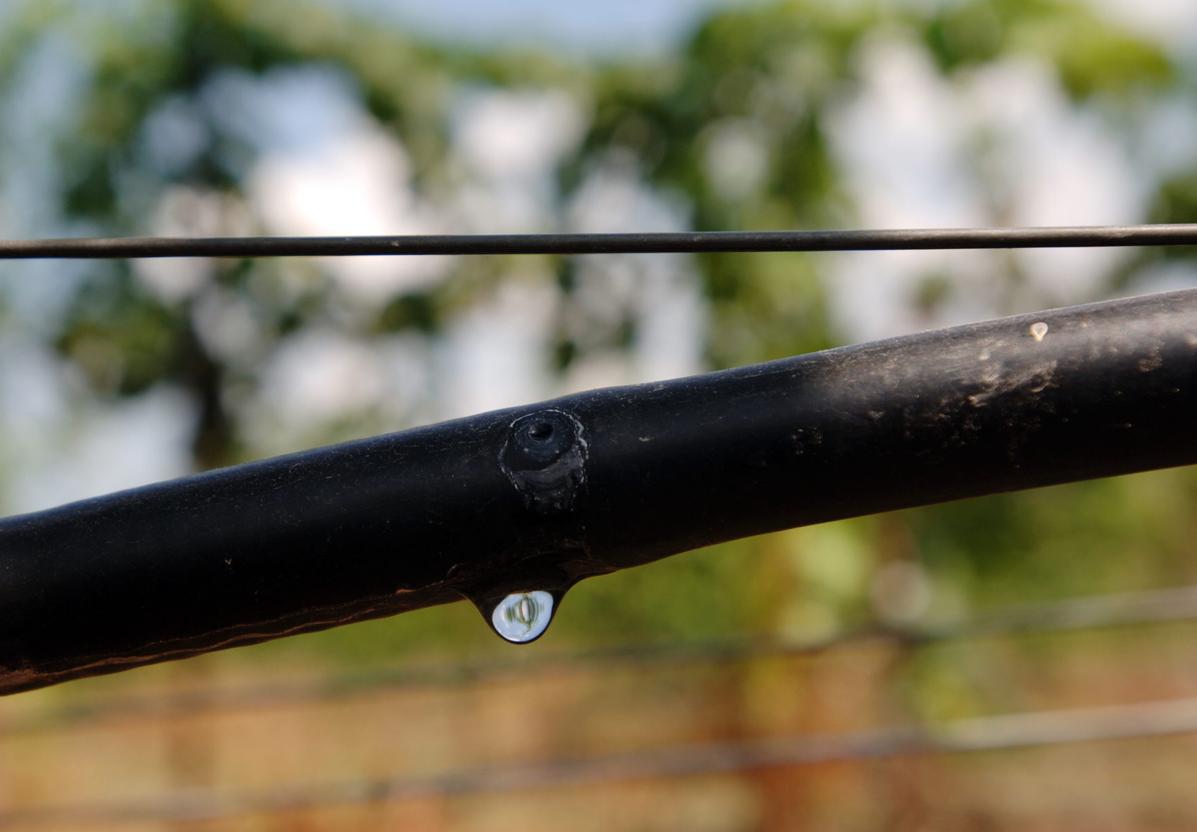 Más claro, el agua... del riego del viñedo