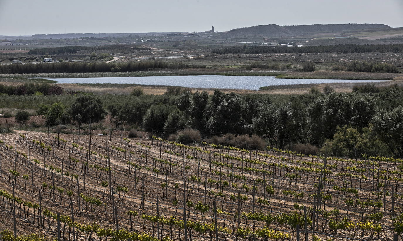 Imagen de una viña de regadío en el término de Calahorra con Aldeanueva al fondo.