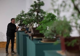 Detalle de la exposición 'Bonsáis' en la Casa de las Ciencias de Logroño.