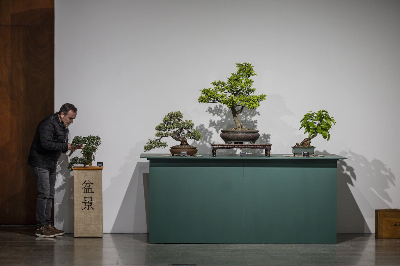 La muestra &#039;Bonsáis&#039; de la Asociación Rioja-Bonsái