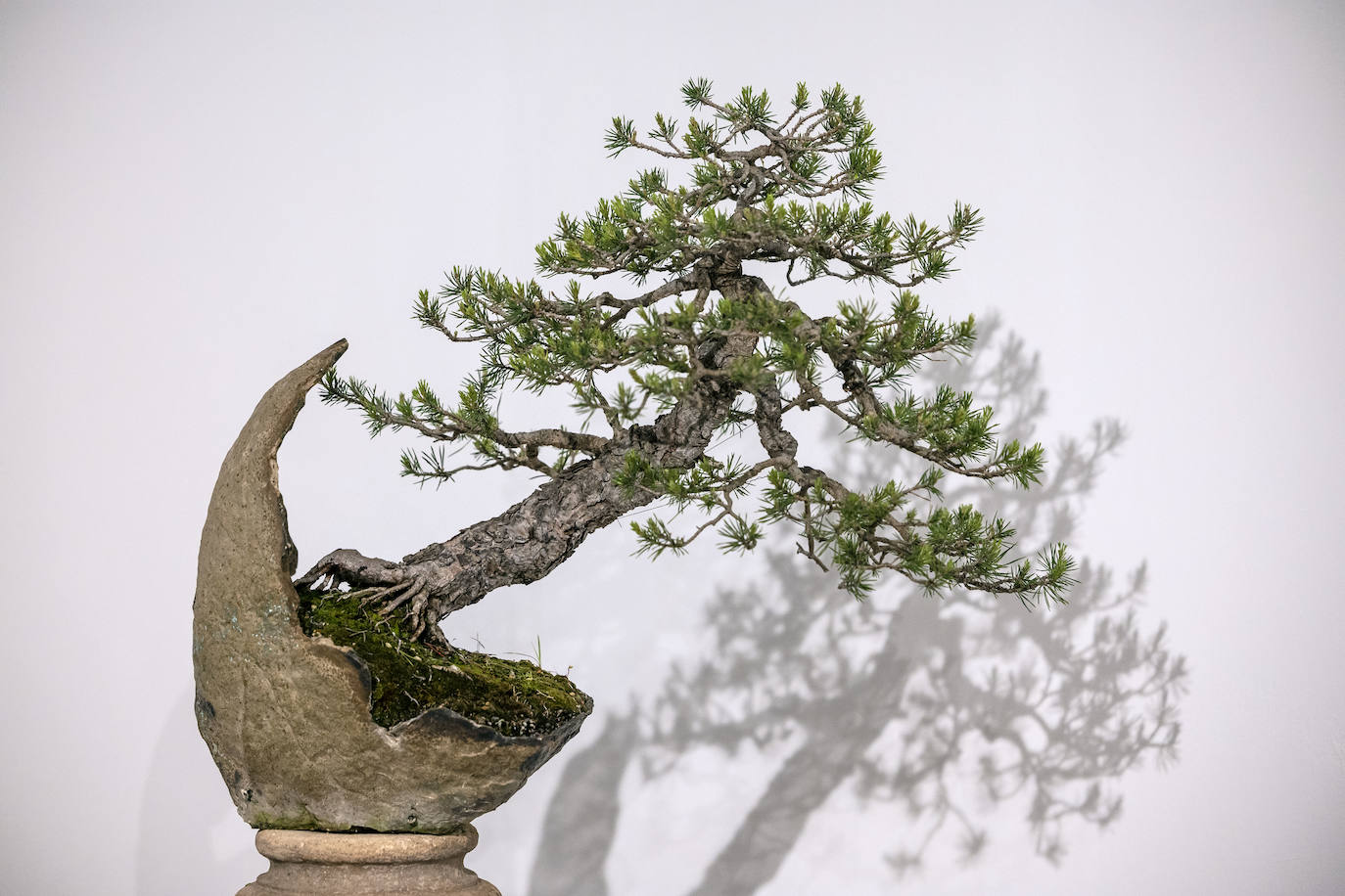 La muestra &#039;Bonsáis&#039; de la Asociación Rioja-Bonsái