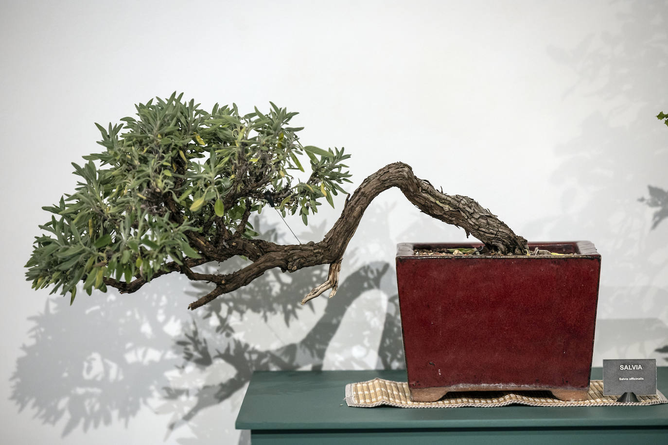 La muestra &#039;Bonsáis&#039; de la Asociación Rioja-Bonsái