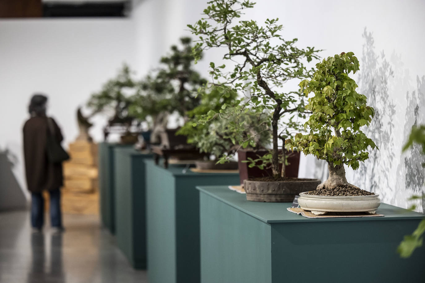 La muestra &#039;Bonsáis&#039; de la Asociación Rioja-Bonsái